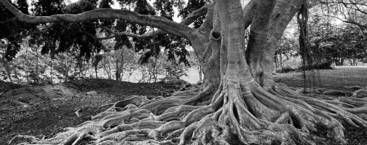 Bild eines Baumes mit beeindruckenden  Wurzelwerk 
